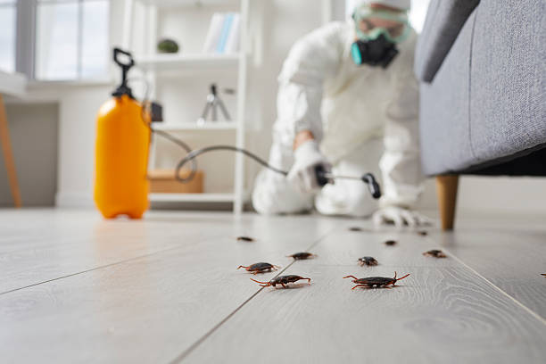 Post-Treatment Bed Bug Interceptor Monitoring in Dortches